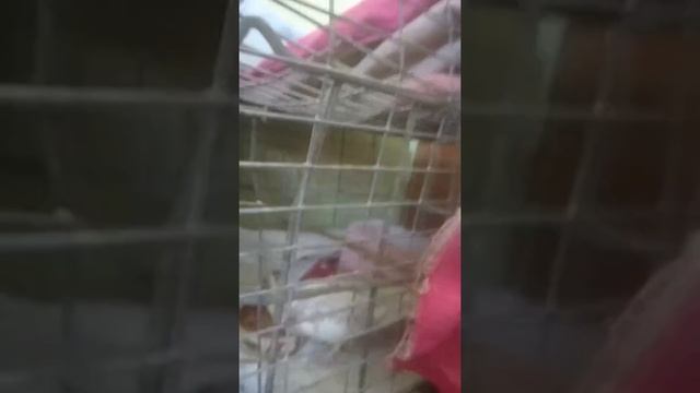 Доброе утро каша. смотреть онлайн