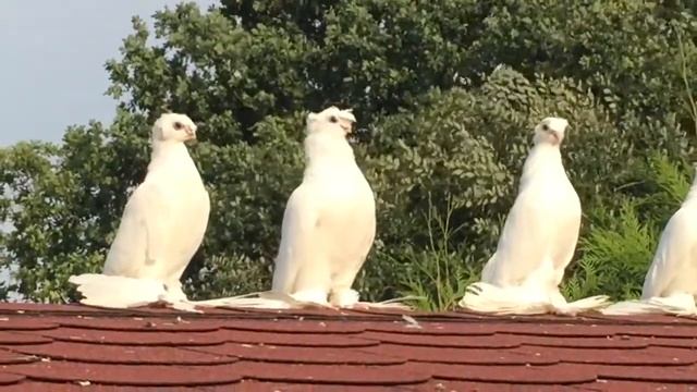 Бульбодами !ЧАСТЬ !2!Usbekische Tauben!КРБ!