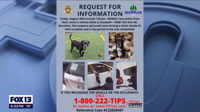 Thieves in white Honda Fit steal Chihuahua mix named Mandu in Shoreline on International Dog Day смотреть онлайн