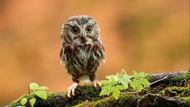 Pet Shop Boys- Metamorphosis смотреть онлайн