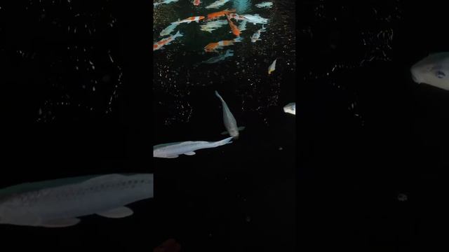 карпы кои в парке Галицкого Краснодар смотреть онлайн