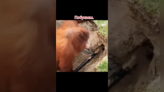оооо медь, по бухаем смотреть онлайн