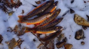 Ловили Рыбу МАЛЬМУ а Нашли Месторождение АГАТОВ. Рыбалка в тайге.