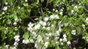 Футаж яблонька