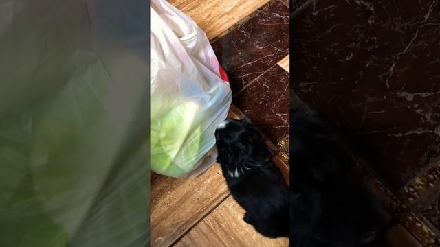 Наш Володя не сдаётся!!! #весело #приколы #шутки #веселье #собака #щенки #пекинес #животные смотреть онлайн