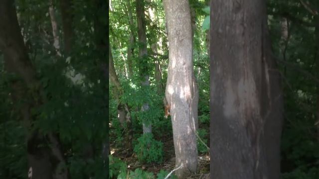 Лесная гостья смотреть онлайн