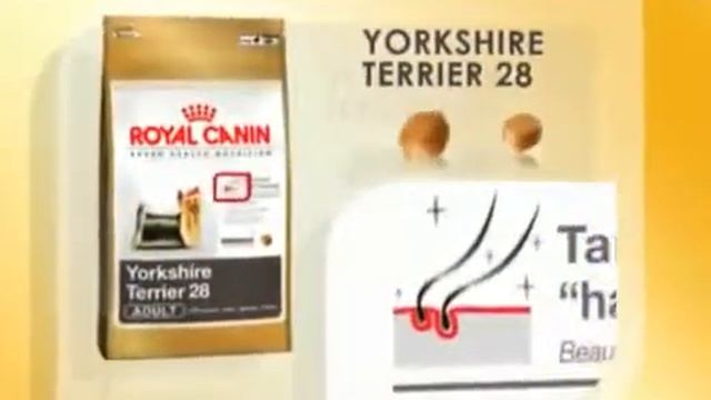 Royal Canin Yorkshire Terrier Reklam Filmi