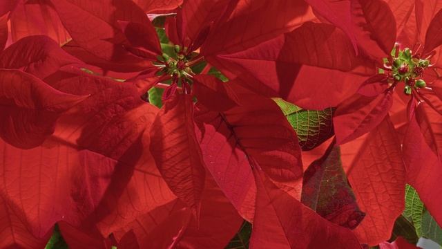 Demo LG NanoCell 8K Pure Colors 8K HDR смотреть онлайн