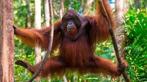 Самые редкие животные в мире | Развивающий мультфильм для детей | Карточки Домана - раннее развитие