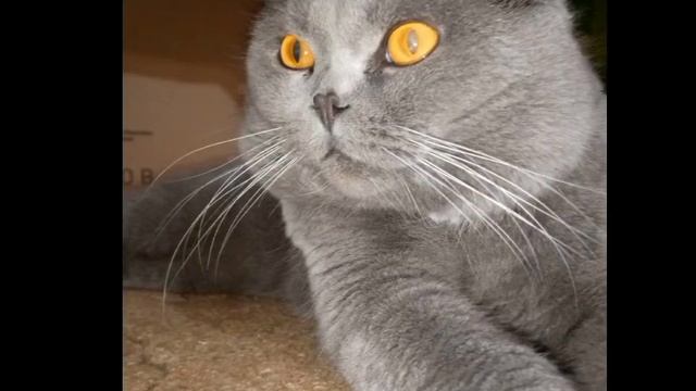 Фото Цезаря! смотреть онлайн