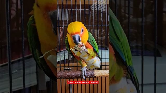 #попугай #аратинга #ричи в #стоматология #кранэкс #иваново смотреть онлайн