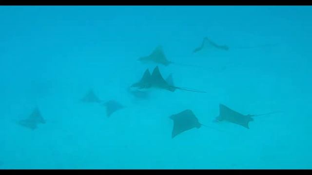 Rasdhoo duiken dag 3: Manta foto смотреть онлайн