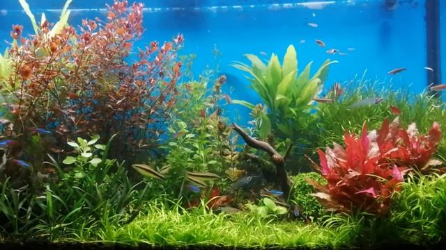 Живой аквариум #77 - Заставка для ТВ смотреть онлайн