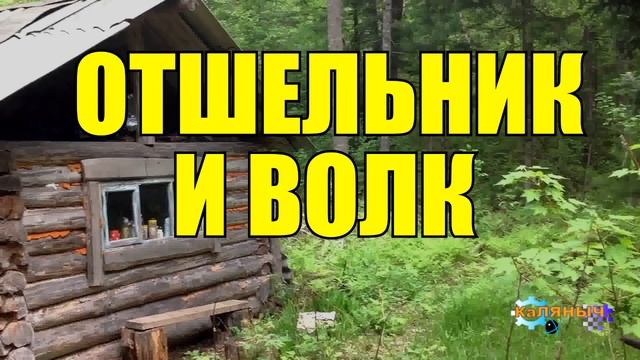 ОТШЕЛЬНИК И ВОЛК _ ЖИЗНЬ В ТАЙГЕ _ ВОЛК СПАС ЧЕЛОВЕКА смотреть онлайн