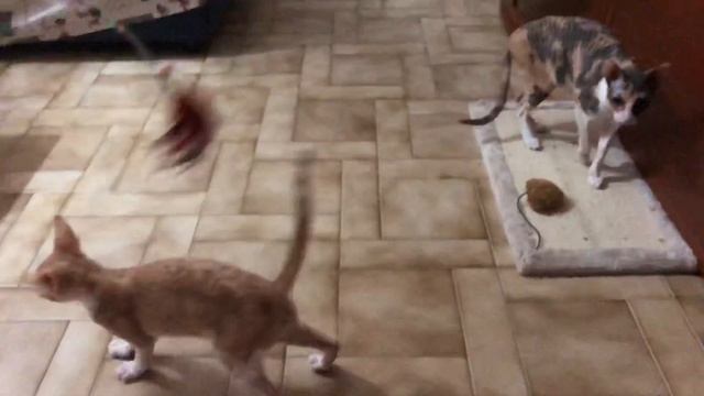 Cornish Rex Chronos смотреть онлайн