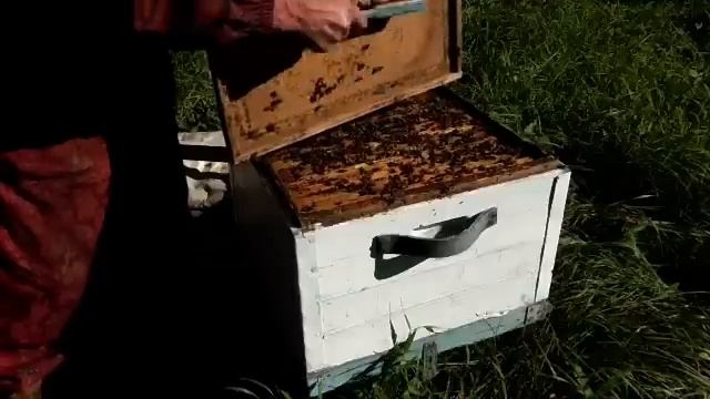 Пчеловодство, осенние работы на пасеке. смотреть онлайн