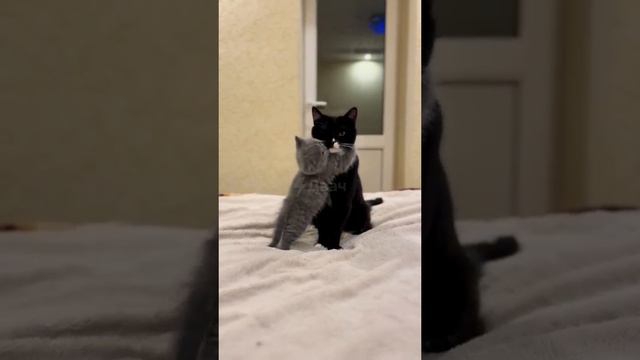 КОТЕЙКИ смотреть онлайн