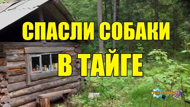 0953 - СОБАКИ РАЦИЯ  СПАСЛИ ЧЕЛОВЕКА _ ВЫЖИВАНИЕ _ ЖИЗНЬ В ТАЙГЕ