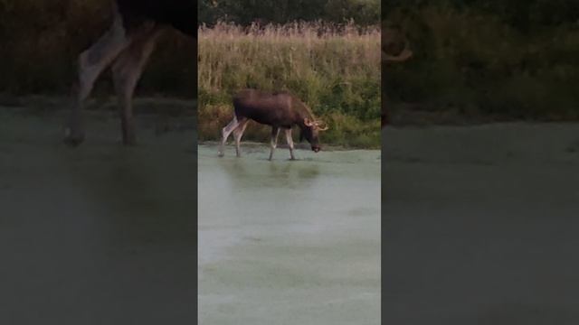 Лось пришел на пруд)
