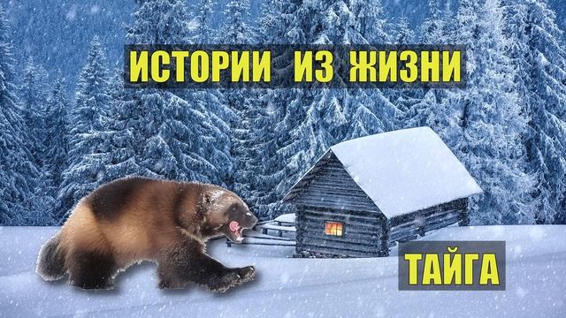 0564 РОСОМАХА СУДЬБА в ТАЙГЕ ИСТОРИИ из ЖИЗНИ РАССКАЗ ЖИВОТНЫЕ ОХОТНИК ОТШЕЛЬНИК в ЛЕСУ ВЫЖИВАНИЕ СЕ смотреть онлайн