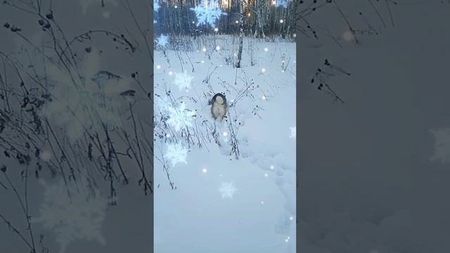 С Наступающим Новым 2025 годом смотреть онлайн