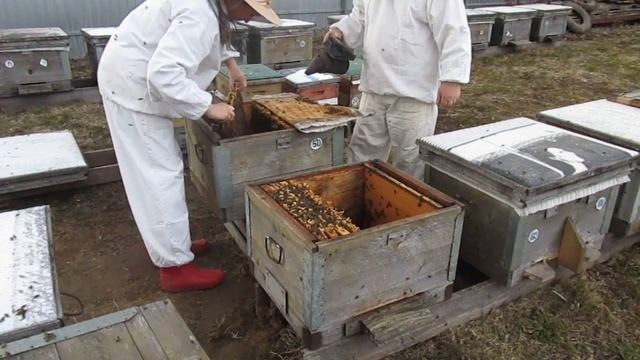 В сильных семьях всё спасение смотреть онлайн