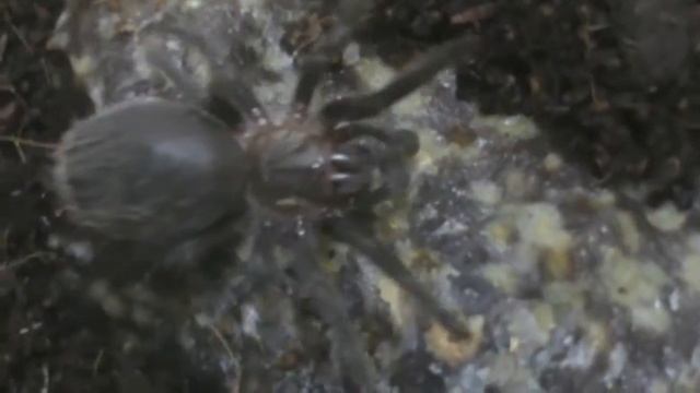 Обзор Brachypelma albopilosum смотреть онлайн