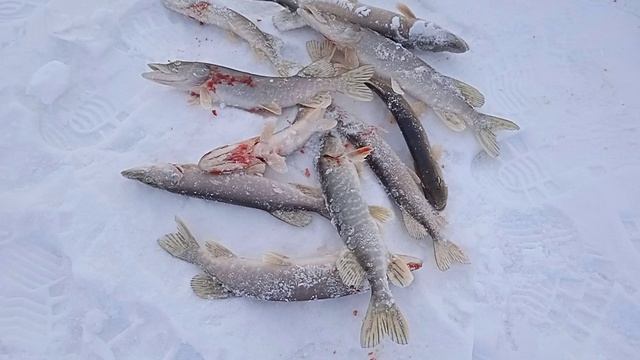 Сезон жидкой воды открыт смотреть онлайн