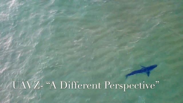 Mako Shark Cruising Macmasters Beach And Copacabana