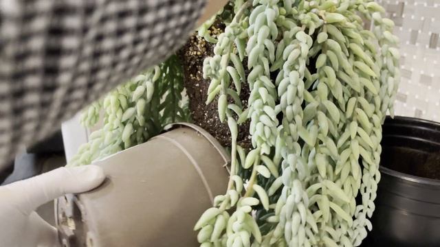 How to Repot Donkey Tail or Burro Tail Successfully | Succulents by Vonny смотреть онлайн