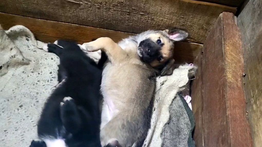 Все наши красотульки пристроены в очень хорошие семьи! 🙏❤️❤️❤️ смотреть онлайн