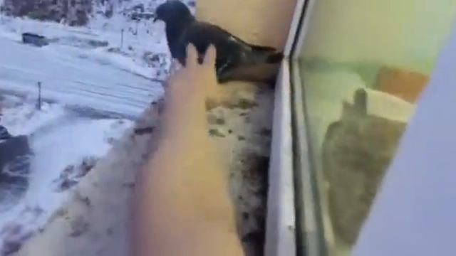 Голубь смотреть онлайн