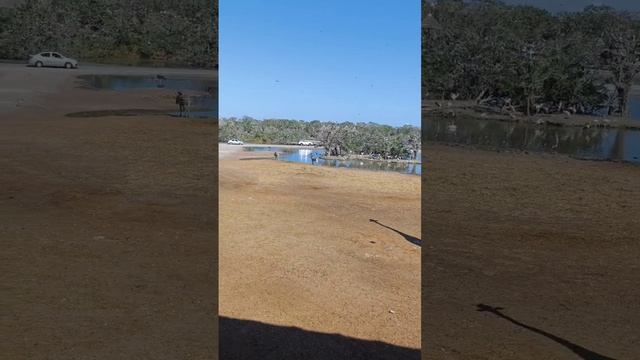 сафари парк Бангкок жирафы и зебры смотреть онлайн