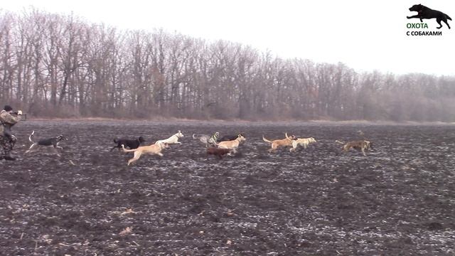 Охота на шакала и зайца с собаками 30.12.24г. сезон (2024г-2025г)