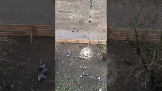 Кормите птиц, друзья мои!!! смотреть онлайн