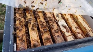 Как мы перезимовали в Краснодарском крае. (07.04.2021)