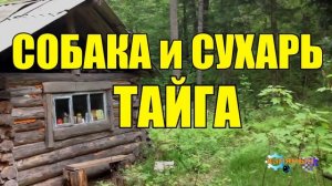 1000 - Жизнь в тайге _ Собака и Сухарь _ ТАЙГА