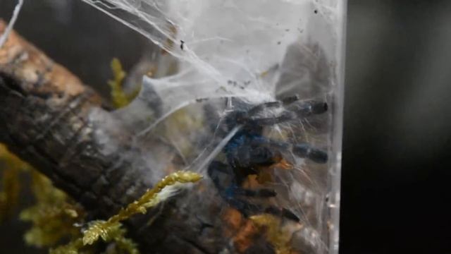 Caribena versicolor comiendo 1 смотреть онлайн