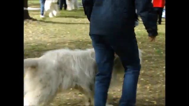 выставка ранга ПК в Туле смотреть онлайн