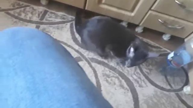 Подлиза смотреть онлайн