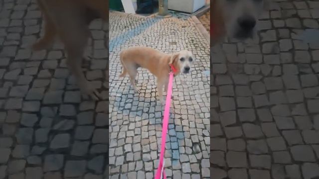 Golden Retriever Portugal. Порода собак Золотой Ретривер в Португалии 🇵🇹 @YouTube(4) смотреть онлайн