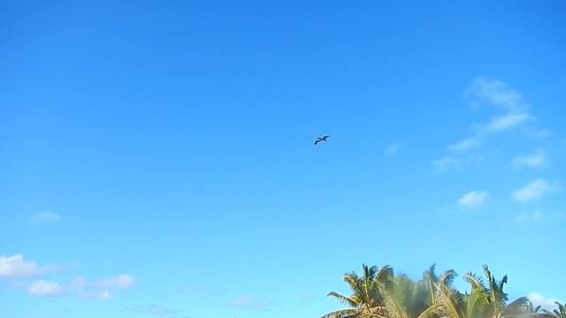 Beach,Sol hotel:Melia hotel:Cayo Coco ,Kuba. смотреть онлайн