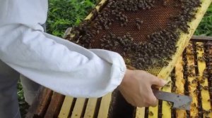 Сокращение гнезда - подготовка к закорму (17.08.2021)