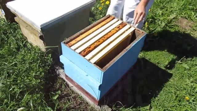 Роение на пасеке. Наши действия смотреть онлайн