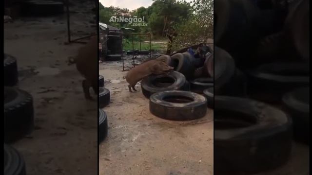 Ненасытный кабан) смотреть онлайн