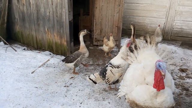 Украина .январь 2017 смотреть онлайн