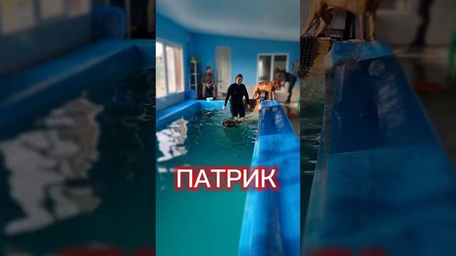 Бассейн для собак всех пород "БульДог" Краснодар 2.01.2024 смотреть онлайн