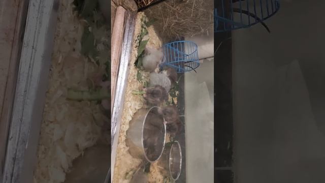 Красивые и милые создания смотреть онлайн