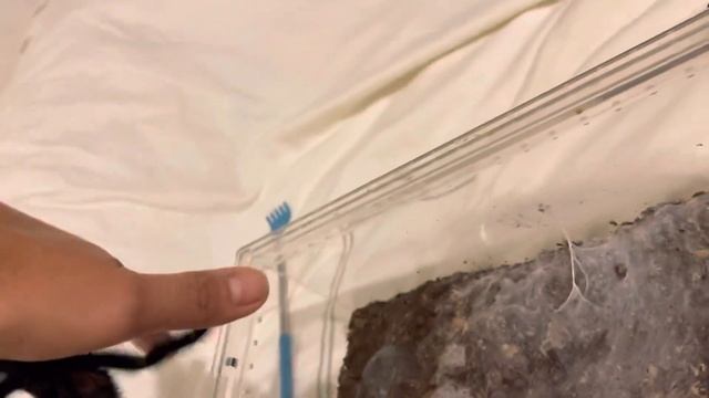 Grammostola Iheringi Exercise смотреть онлайн