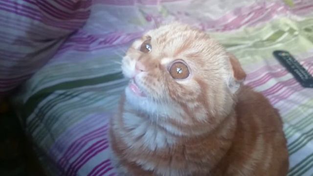 Шотландская вислоухая смотреть онлайн
